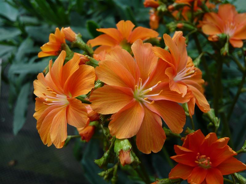 Lewisia cotyledon Ashwood Strain Orange Shades-3635