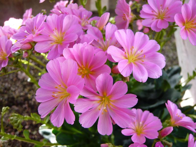 Lewisia cotyledon Ashwood Strain Pink Shades-3637