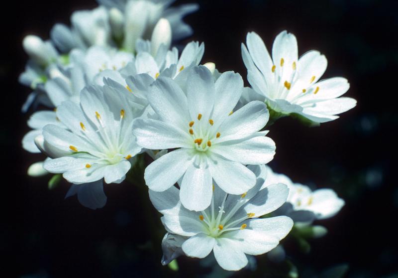 Lewisia cotyledon Ashwood Strain White-3647