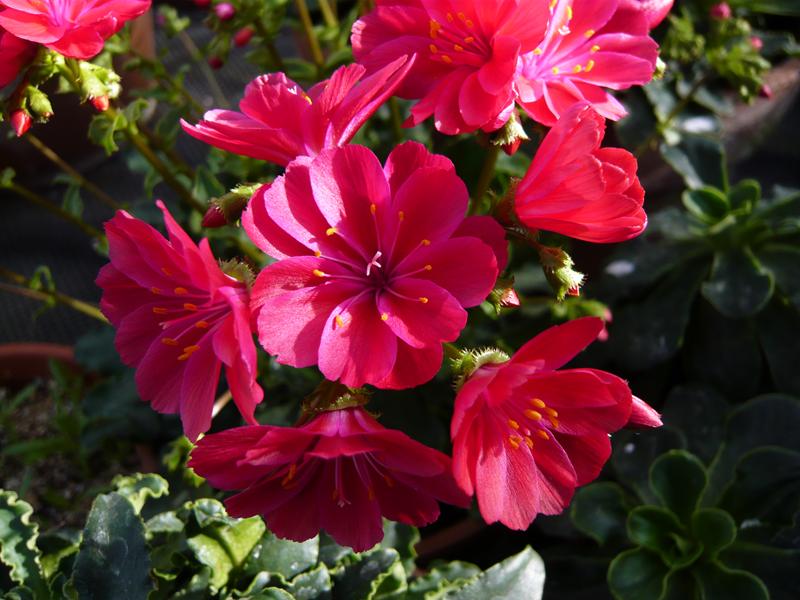 Lewisia 'Ashwood Ruby'-3650