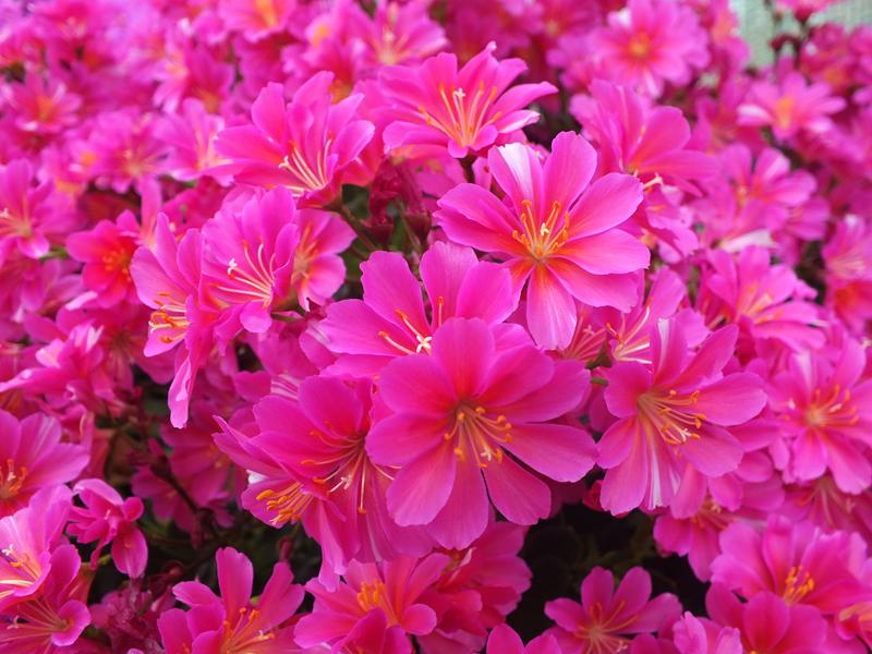 Lewisia cotyledon Ashwood Strain Magenta Shades-4037