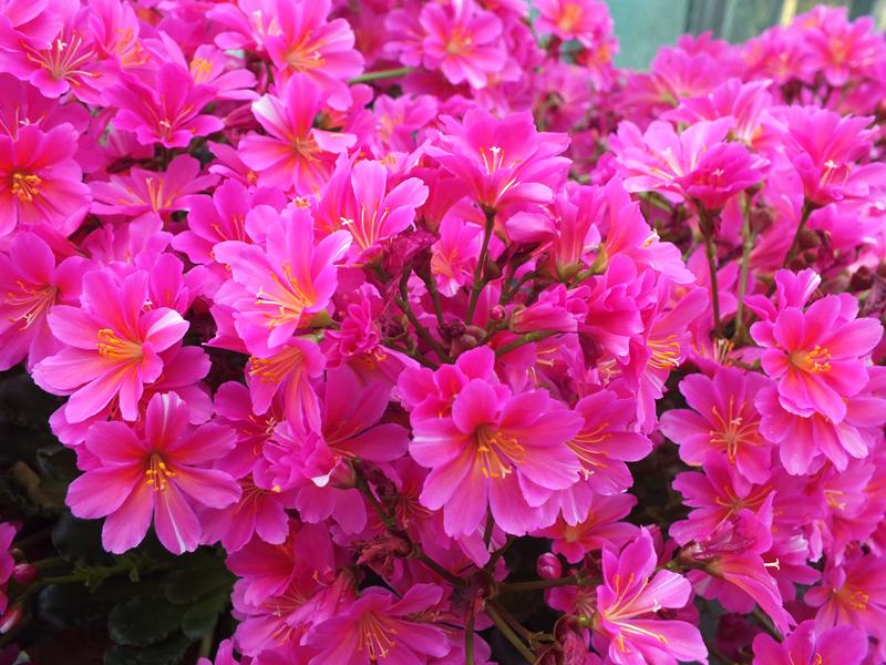 Lewisia cotyledon Ashwood Strain Magenta Shades-4038