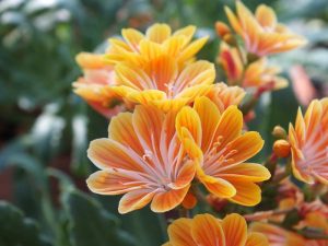 Lewisia cotyledon Ashwood Strain Orange Shades-0