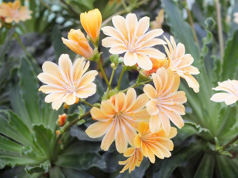 Lewisia cotyledon Ashwood Strain Orange Shades-4040