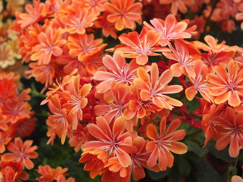 Lewisia cotyledon Ashwood Strain Orange Shades-4041