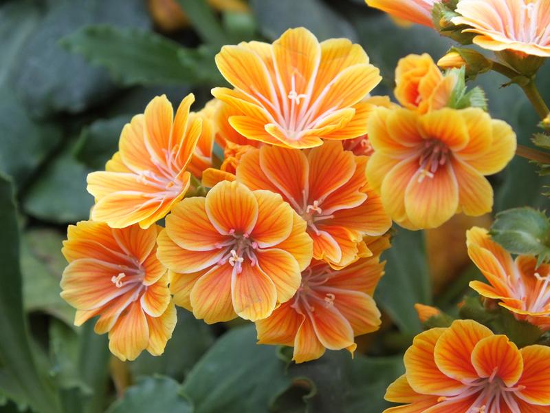 Lewisia cotyledon Ashwood Strain Orange Shades-4039