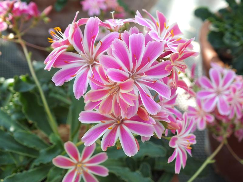 Lewisia cotyledon Ashwood Strain Pink Shades-985