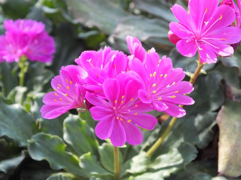 Lewisia cotyledon Ashwood Strain Magenta Shades-3339