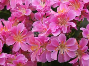 Lewisia cotyledon Ashwood Strain Pink Shades-0
