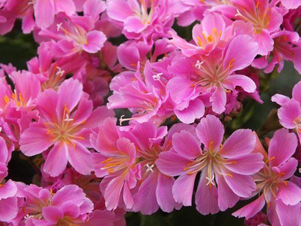 Lewisia cotyledon Ashwood Strain Pink Shades-0