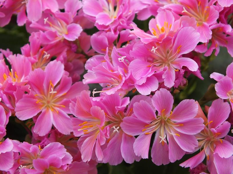 Lewisia cotyledon Ashwood Strain Pink Shades-0