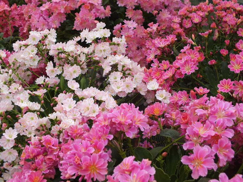 Lewisia cotyledon Ashwood Strain Pink Shades-4036
