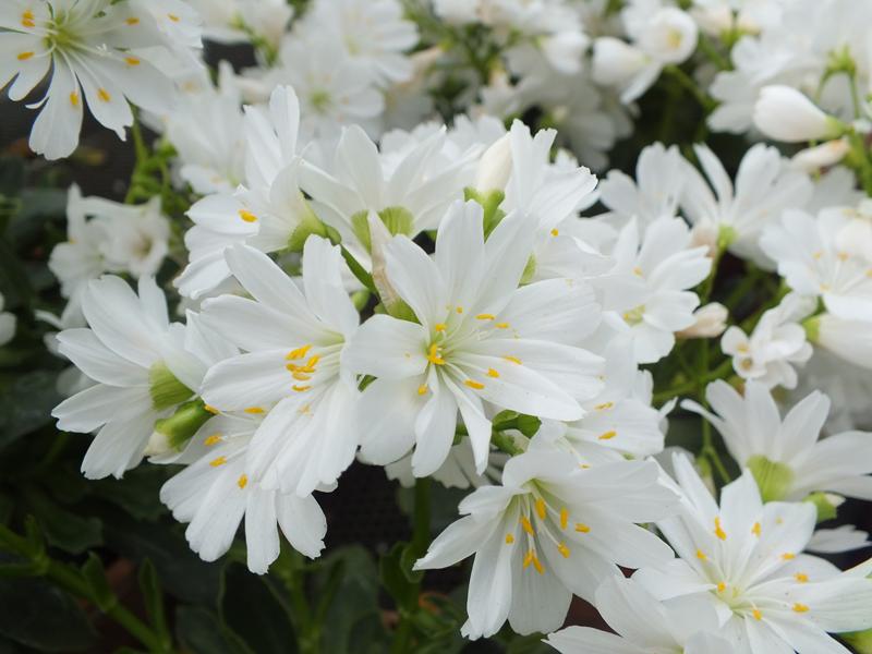 Lewisia cotyledon Ashwood Strain White-0