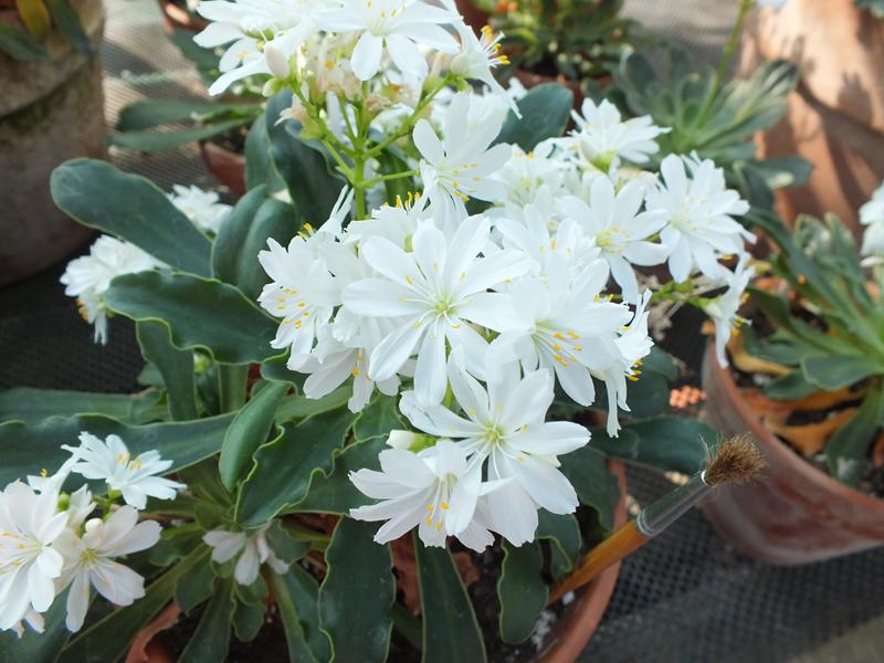 Lewisia cotyledon Ashwood Strain White-987
