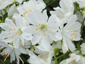 Lewisia cotyledon 'White Splendour'-0