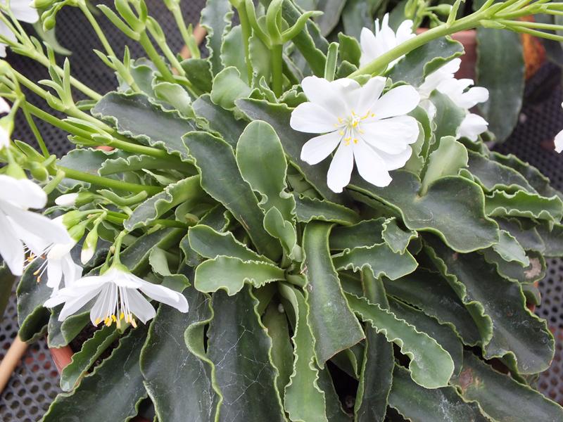 Lewisia cotyledon 'White Splendour'-4016