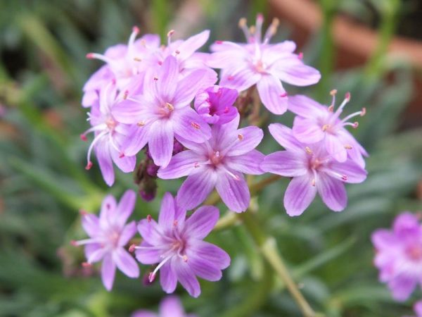 Lewisia leeana-0