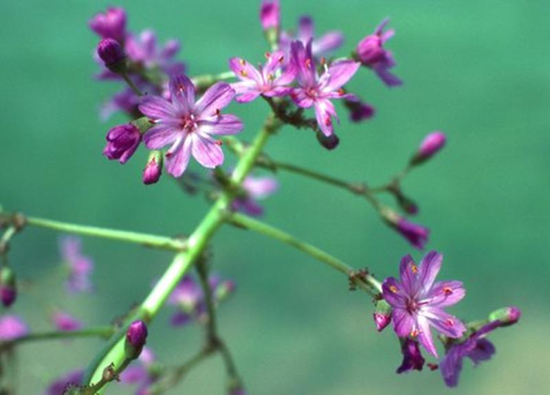 Lewisia leeana-999