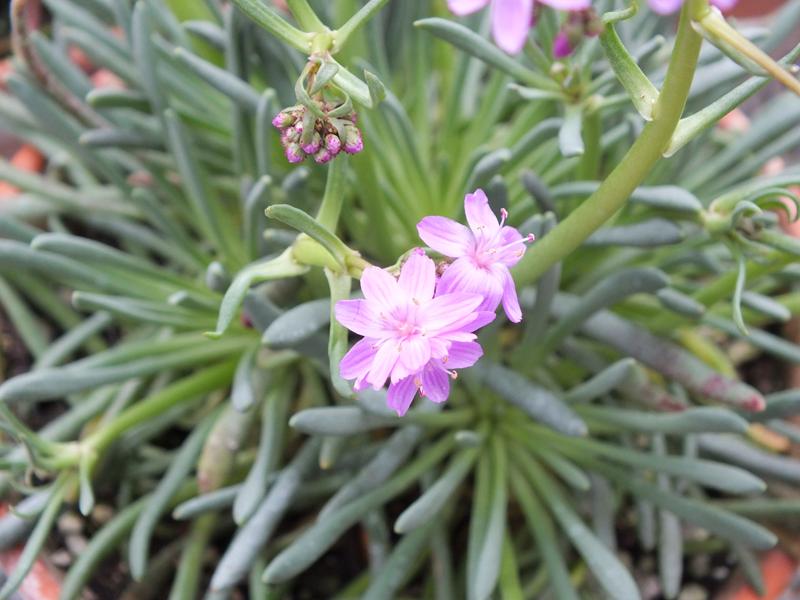 Lewisia leeana-4019