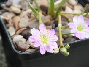 Lewisia pygmaea-0