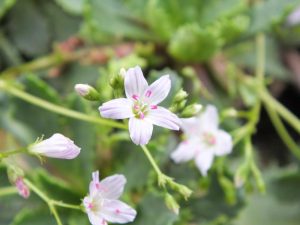 Lewisia serrata-0