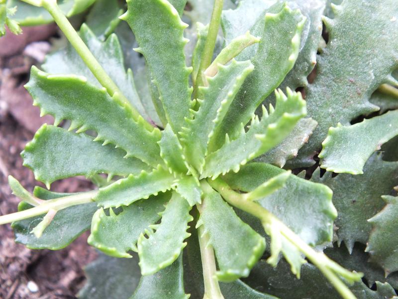 Lewisia serrata-4022