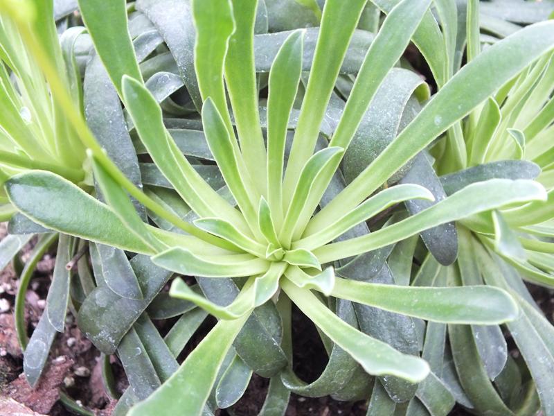 Lewisia 'Trevosia'-4027