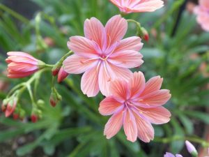 Lewisia 'Trevosia'-0