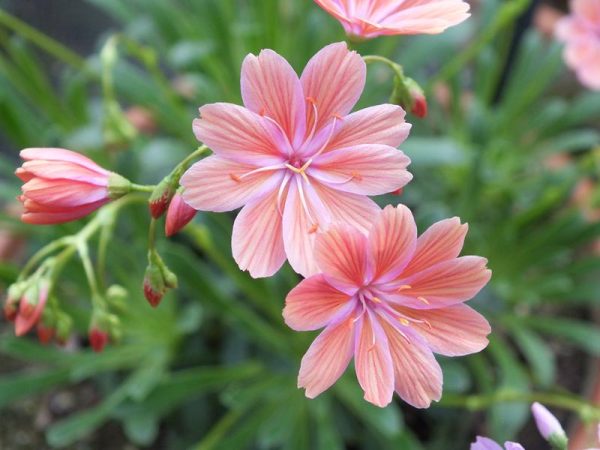 Lewisia 'Trevosia'-0
