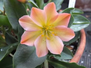 Lewisia tweedyi-0
