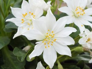 Lewisia tweedyi 'Alba'-0