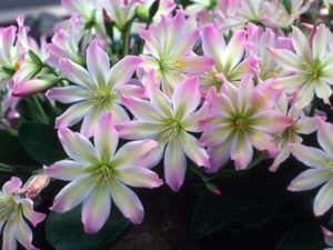 Lewisia tweedyi 'Elliot's Variety'-0