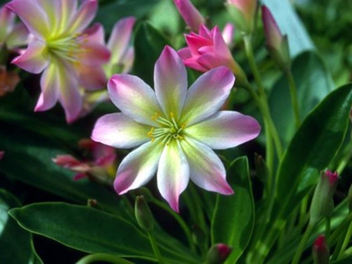 Lewisia tweedyi 'Rosea'-0
