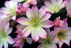 Lewisia tweedyi 'Rosea'