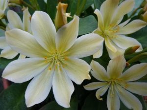 Lewisia tweedyi Lemon form-0