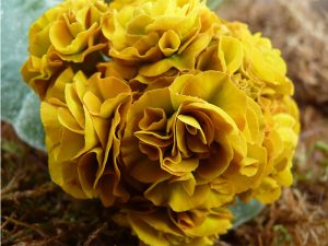 Primula auricula 'Lincoln Bullion'-0