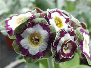 Primula auricula 'Lisa Clara'-0