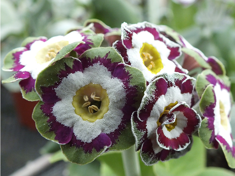 Primula auricula 'Lisa Clara'-0