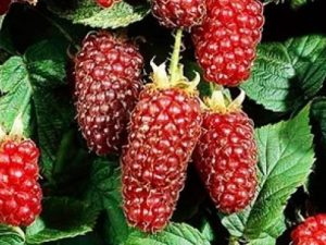 Loganberry-0