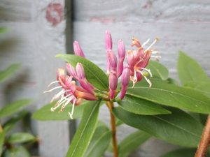 Lonicera henryi-0