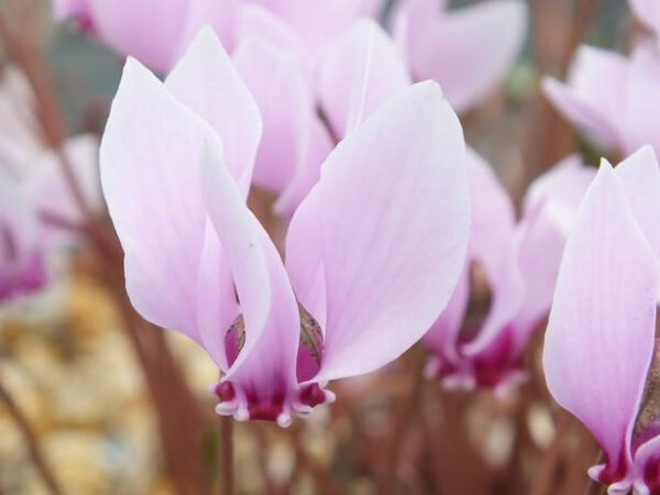 Cyclamen hederifolium 'Lysander'-0