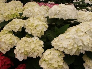 Hydrangea macrophylla 'Madame Emile Mouillère'-0
