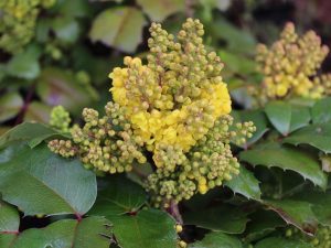Mahonia aquifolium 'Blackfoot'-0