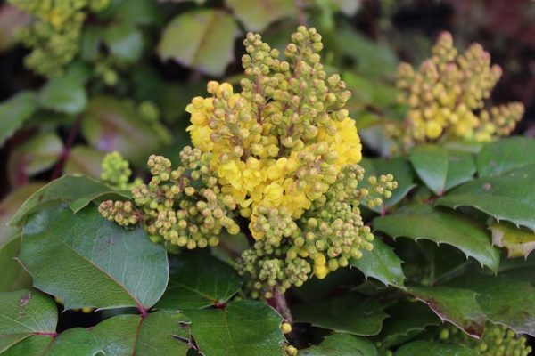 Mahonia aquifolium 'Blackfoot'-0