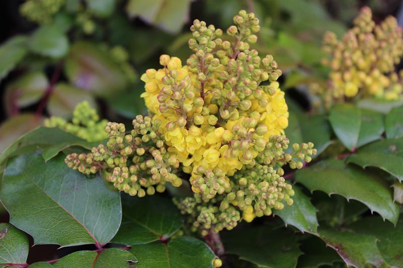 Mahonia aquifolium 'Blackfoot'-8778