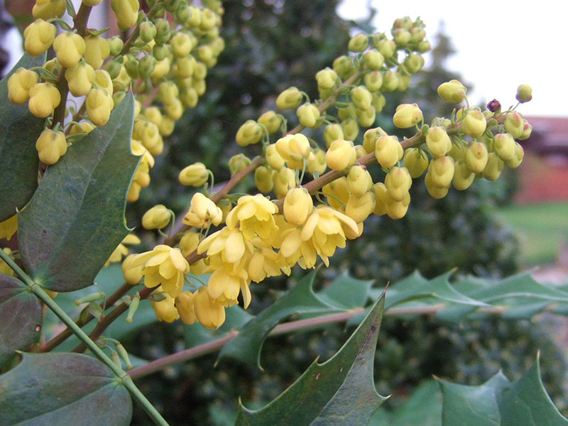 Mahonia x media 'Charity'-0