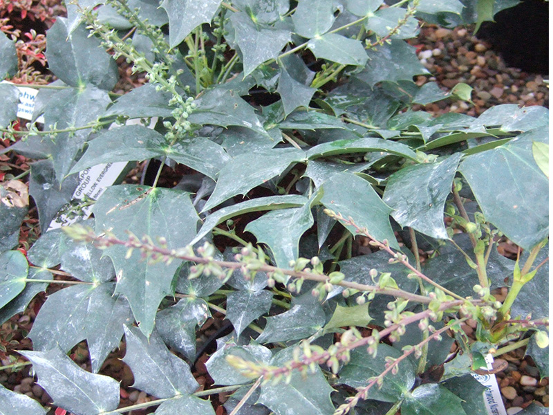 Mahonia japonica 'Bealii Group'-1629