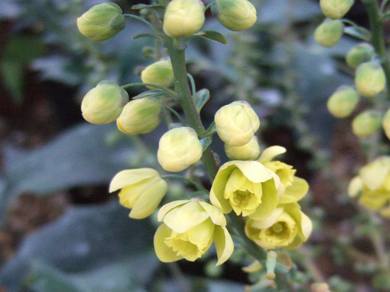 Mahonia japonica 'Bealii Group'-0