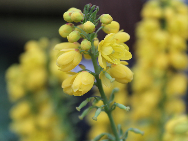 Mahonia x media 'Lionel Fortescue'-0