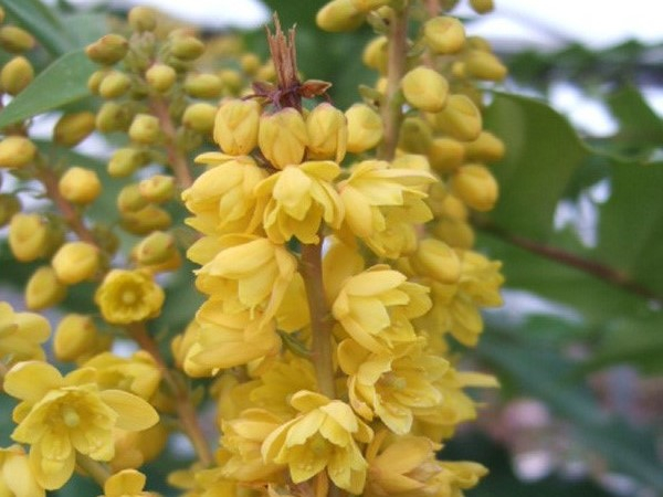 Mahonia x media 'Lionel Fortescue'-26443